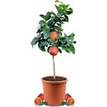 Meine Orangerie Orangenbaum Arcobal