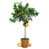 Orangenbaum Grande von Meine Orangerie