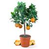 Orangenbaum 026-870691 von Meine Orangerie