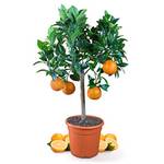 Meine Orangerie Orangenbaum Mezzo