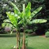 Bananenbaum Musa Basjoo von Meingartenshop