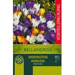 Mgc24 Krokus-Mischung