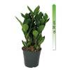 Zamioculcas zamiifolia von mgc24