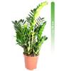 Zamioculcas zamiifolia von mgc24