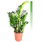 Mgc24 & Pflanzenservice Zamioculcas zamiifolia