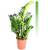 Mgc24 & Pflanzenservice Zamioculcas zamiifolia