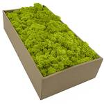 Moos Zeit Kunst der Natur Islandmoos