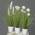 Kunstpflanze von mucplants