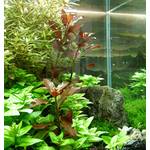 Mühlan Wasserpflanzen Aquarium-Pflanzen (I-6)