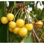 Müllers Grüner Garten Dönissens Süßkirsche