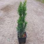 Müllers Grüner Garten Schmale Säuleneibe