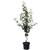 Müllers Grüner Garten Shop Birnenbaum Gellerts Butterbirne