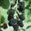 Brombeere Loch Ness von Müllers Grüner Garten Shop