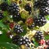 Brombeere Thornless Evergreen von Müllers Grüner Garten Shop