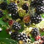 Müllers Grüner Garten Shop Brombeere Thornless Evergreen