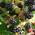 Brombeere Thornless Evergreen von Müllers Grüner Garten Shop