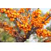 Friesdorfer Orange von Müllers Grüner Garten Shop