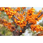Müllers Grüner Garten Shop Friesdorfer Orange