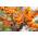 Friesdorfer Orange von Müllers Grüner Garten Shop