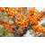 Müllers Grüner Garten Shop Friesdorfer Orange