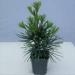 Müllers Grüner Garten Shop Japanische Schirmtanne