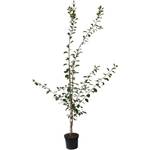 Müllers Grüner Garten Shop Pflaumenbaum Königin Viktoria