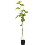 Müllers Grüner Garten Shop Venus