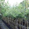 Quittenbaum Portugiesische Birnenquitte von Müllers Grüner Garten Shop