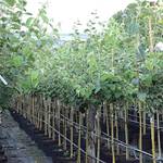 Müllers Grüner Garten Shop Quittenbaum Portugiesische Birnenquitte