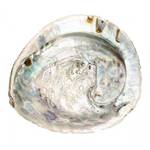 Nadeco Abalone-Muschel