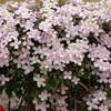 Clematis montana 'Rubens' von Native Plants 