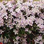 Native Plants Clematis montana 'Rubens'