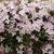 Native Plants Clematis montana 'Rubens'