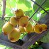 Kiwi von Native Plants 