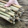 Bambusrohre von Native Plants 