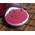 Rote-Beete-Pulver von Naturix24