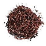 Natursache Natursache Würmer