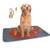 Nobleza Hunde Thermodecke