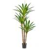 Yucca Palme von Oairse
