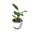 Strelitzie-Pflanze von Olive Grove