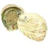Abalone-Muschel von Osters Muschel Sammler
