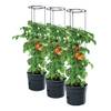 Tomatentopf von PAFEN