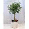 Olea europea von PalmenLager.de
