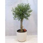 PalmenLager.de Olea europea