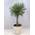 Olea europea von PalmenLager.de