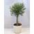PalmenLager.de Olea europea