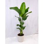 PalmenLager.de Strelitzia Nicolai