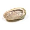 Abalone-Muschel von Panotophia