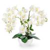 Orchidee von Pasch