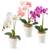 Pasch Orchideen P50